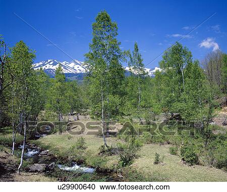 Stock Image - Stream running through grove, Mt. Norikura, Matsumoto, Nagano Prefecture, Japan. Fotosearch