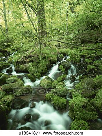 Stock Photo - Stream, Tochigi Prefecture, Honshu, Japan. Fotosearch