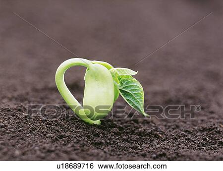 String bean sprout View Large Photo Image Stock Photograph - String bean sprout. Fotosearch