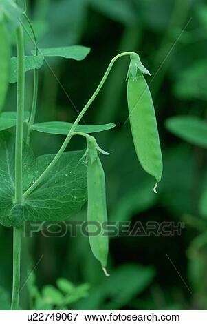 Stock Photo - String beans growing, Tochigi Prefecture, Japan. Fotosearch