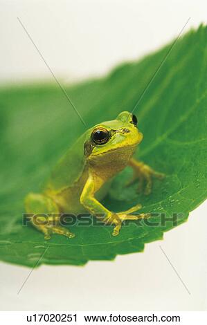 Stock Image - Studio shot of a tree toad on a leaf.. Fotosearch