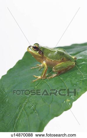 Stock Photo - Studio shot of a tree toad on a leaf.. Fotosearch