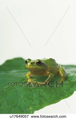 Stock Photo - Studio shot of a tree toad on a leaf.. Fotosearch