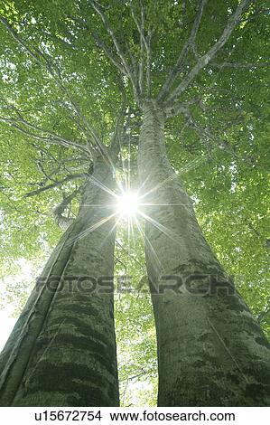 Sun and tree View Large Photo Image Picture - Sun and tree. Fotosearch