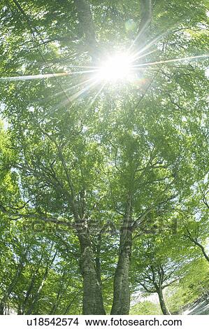 Sun and tree View Large Photo Image Picture - Sun and tree. Fotosearch