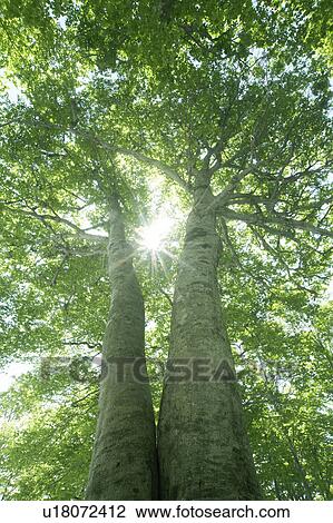 Stock Image - Sun and tree. Fotosearch