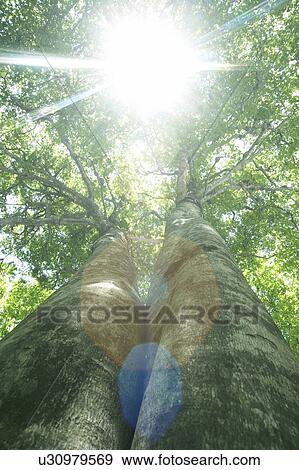Sun and tree View Large Photo Image Stock Photo - Sun and tree. Fotosearch