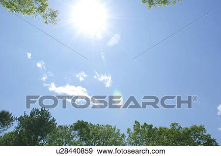 Sun and trees View Large Photo Image Stock Photo - Sun and trees. Fotosearch
