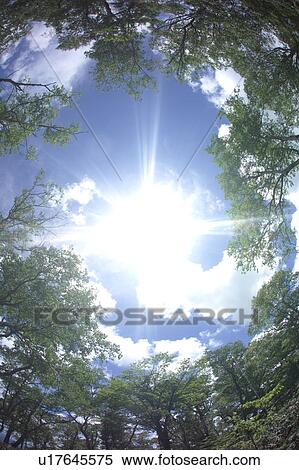 Sun in a blue sky and trees, Low angle view of a tree, Karuizawa, Nagano Prefecture, Japan View Large Photo Image Stock Photography - Sun in a blue sky and trees, Low angle view of a tree, Karuizawa, Nagano Prefecture, Japan. Fotosearch