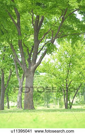 Stock Image - Sun shining on trees in a park. Fotosearch