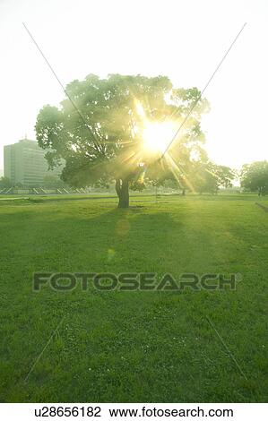 Sun shining on trees in a park View Large Photo Image Stock Image - Sun shining on trees in a park. Fotosearch