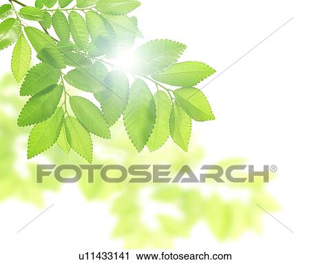 Stock Image - Sun shining through green leaves. Fotosearch