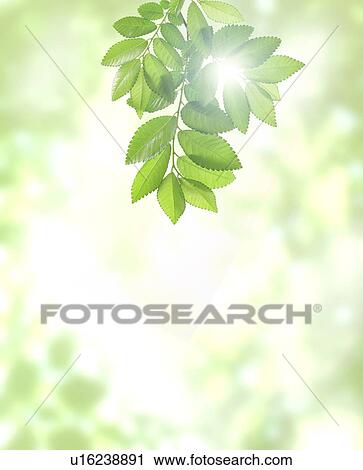 Sun shining through green leaves View Large Photo Image Stock Image - Sun shining through green leaves. Fotosearch