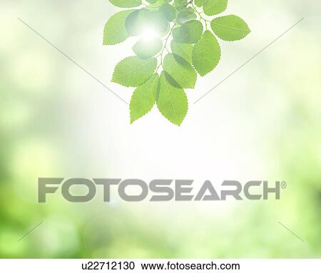 Stock Image - Sun shining through green leaves. Fotosearch