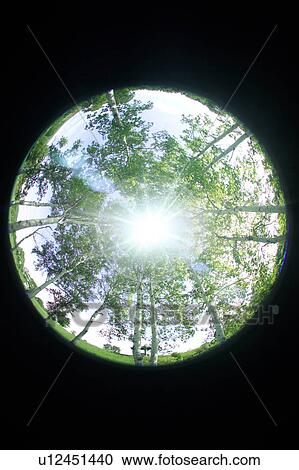 Sun shining through trees View Large Photo Image Stock Image - Sun shining through trees. Fotosearch