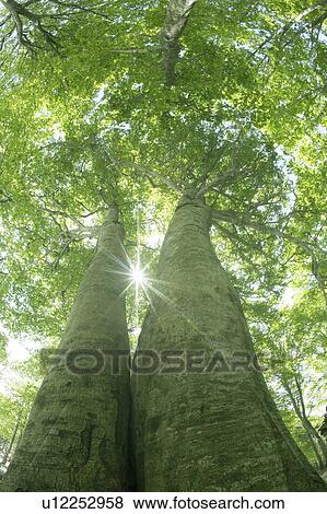 Sun shining through trees View Large Photo Image Stock Photo - Sun shining through trees. Fotosearch