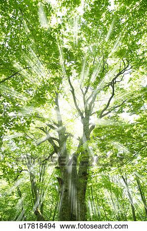 Sunbeams shining through branches of trees, Mt Hakkoda, Aomori Prefecture, Japan View Large Photo Image Picture - Sunbeams shining through branches of trees, Mt Hakkoda, Aomori Prefecture, Japan. Fotosearch