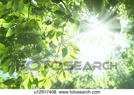 Sunbeams shining through branches of trees View Large Photo Image Stock Photo - Sunbeams shining through branches of trees. Fotosearch