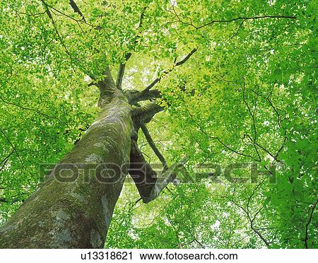 Sunbeams shining through branches View Large Photo Image Stock Image - Sunbeams shining through branches. Fotosearch