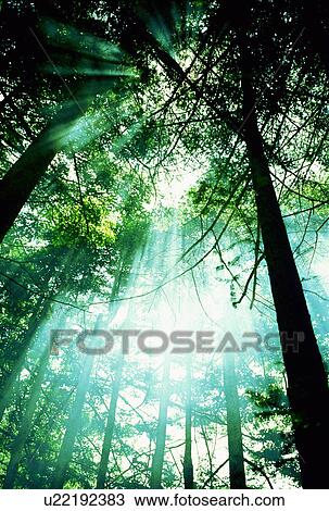 Stock Image - Sunbeams shining through branches. Fotosearch