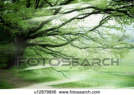 Stock Photograph - Sunbeams shining through branches. Fotosearch