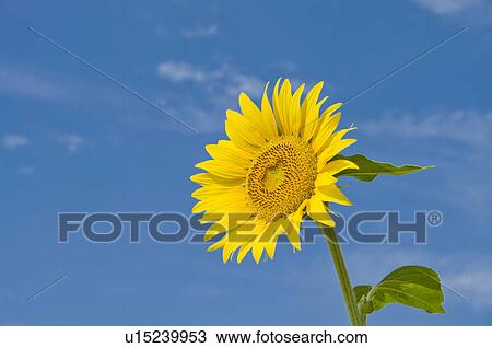 Sunflower and a blue sky View Large Photo Image Stock Image - Sunflower and a blue sky. Fotosearch