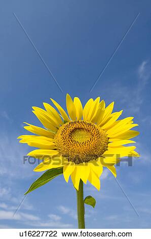 Sunflower and a blue sky View Large Photo Image Stock Image - Sunflower and a blue sky. Fotosearch