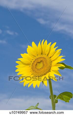 Stock Photo - Sunflower and a blue sky. Fotosearch