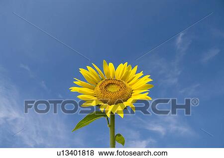 Stock Photo - Sunflower and a blue sky. Fotosearch