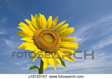 Sunflower and a blue sky View Large Photo Image Stock Photo - Sunflower and a blue sky. Fotosearch