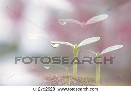 Stock Photo - Sunflower cotyledon with waterdrop. Fotosearch