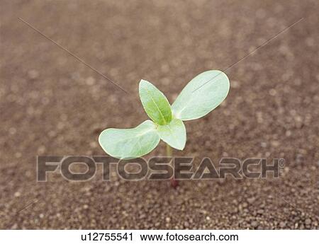 Stock Image - Sunflower sprout, Tochigi Prefecture, Japan. Fotosearch