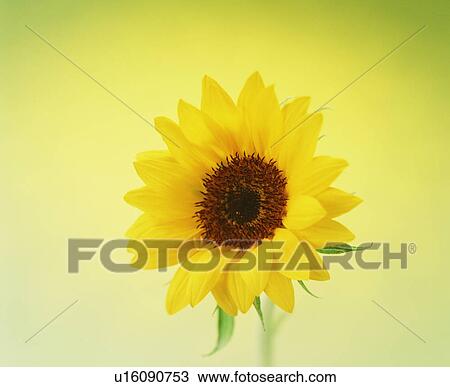 Stock Image - Sunflower. Fotosearch