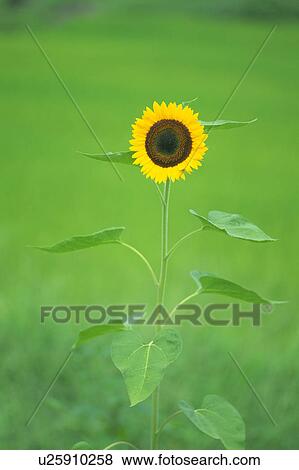 Sunflower View Large Photo Image Stock Photo - Sunflower. Fotosearch