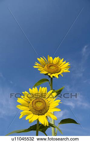 Sunflowers and a blue sky View Large Photo Image Stock Image - Sunflowers and a blue sky. Fotosearch