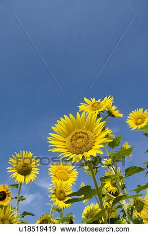 Stock Photo - Sunflowers and a blue sky. Fotosearch
