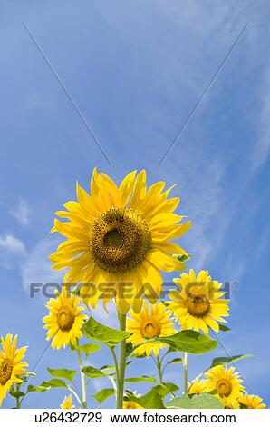 Sunflowers and a blue sky View Large Photo Image Stock Photo - Sunflowers and a blue sky. Fotosearch