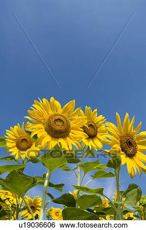 Stock Photograph - Sunflowers and a blue sky. Fotosearch
