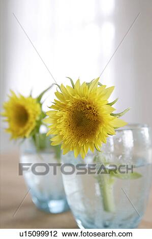 Sunflowers in glasses of water View Large Photo Image Stock Image - Sunflowers in glasses of water. Fotosearch