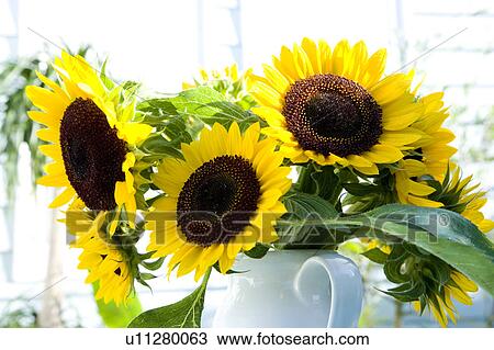 Sunflowers in vase View Large Photo Image Stock Image - Sunflowers in vase. Fotosearch