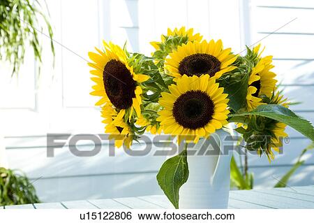 Sunflowers in vase View Large Photo Image Stock Photograph - Sunflowers in vase. Fotosearch