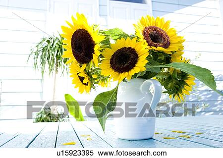 Sunflowers in vase View Large Photo Image Stock Photography - Sunflowers in vase. Fotosearch