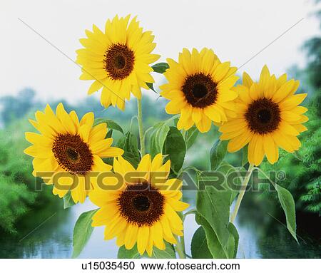 Stock Image - Sunflowers. Fotosearch