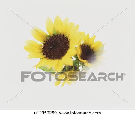Stock Photo - Sunflowers. Fotosearch