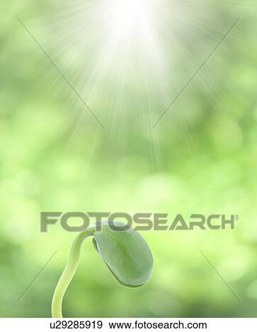 Stock Photo - Sunlight shining on a sprout. Fotosearch