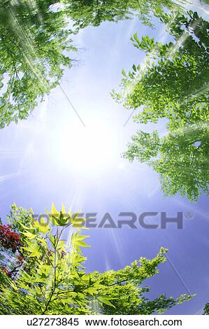 Stock Photography - Sunlight shining on trees, Suzaka, Nagano Prefecture, Japan. Fotosearch