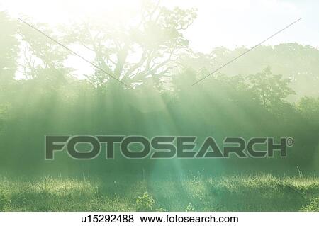 Sunlight shining over a meadow, Aomori Prefecture, Japan View Large Photo Image Stock Photo - Sunlight shining over a meadow, Aomori Prefecture, Japan. Fotosearch