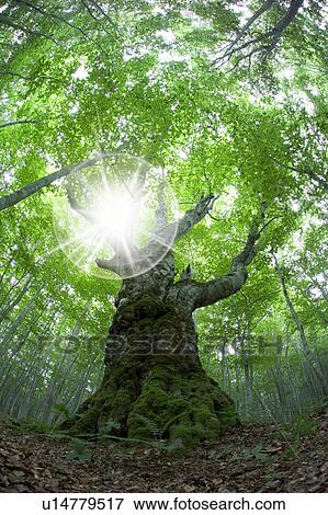 Stock Photo - Sunlight shining through beech tree branches, Appi-kogen, Hachimantai, Iwate Prefecture, Japan. Fotosearch