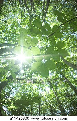 Sunlight shining through branches in a beech forest, Mt. Hakkoda, Aomori Prefecture, Japan View Large Photo Image Stock Image - Sunlight shining through branches in a beech forest, Mt. Hakkoda, Aomori Prefecture, Japan. Fotosearch