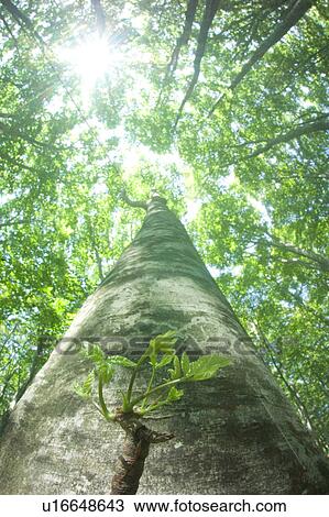 Sunlight shining through branches in a beech forest, Mt. Hakkoda, Aomori Prefecture, Japan View Large Photo Image Stock Image - Sunlight shining through branches in a beech forest, Mt. Hakkoda, Aomori Prefecture, Japan. Fotosearch